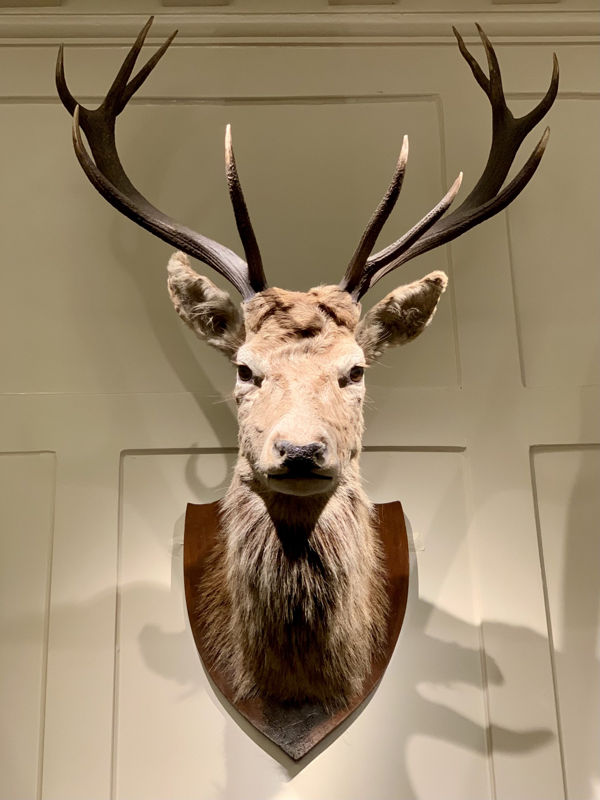 Red Deer