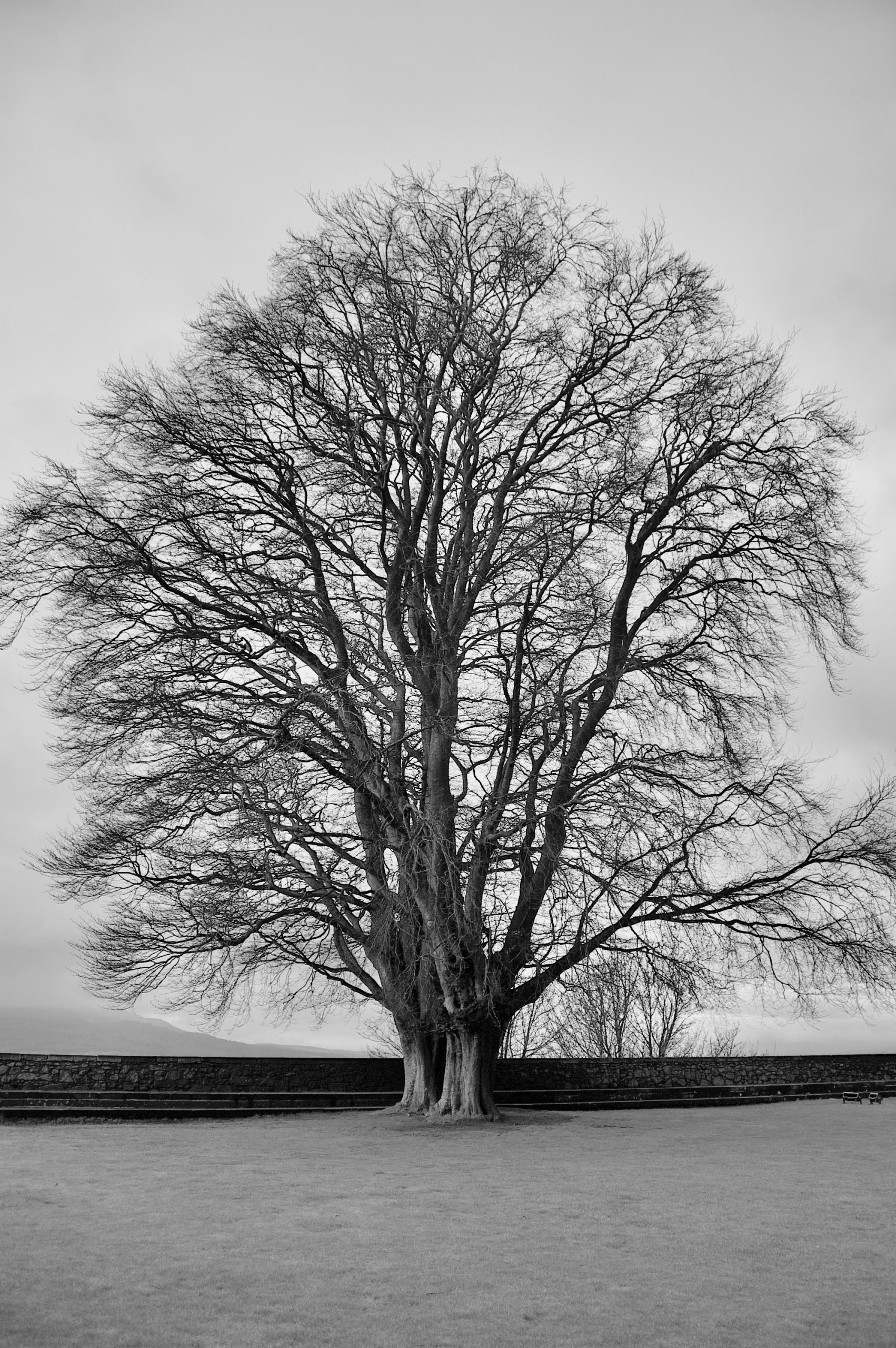 Stirling Tree