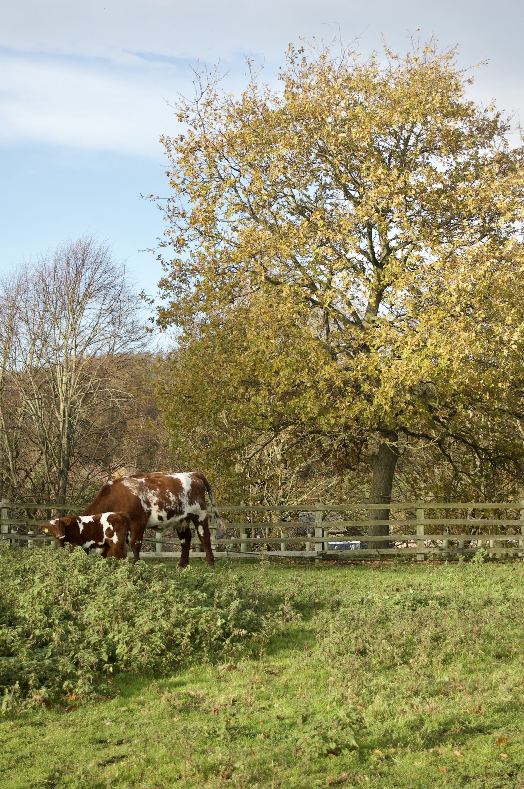 Cows and Trees