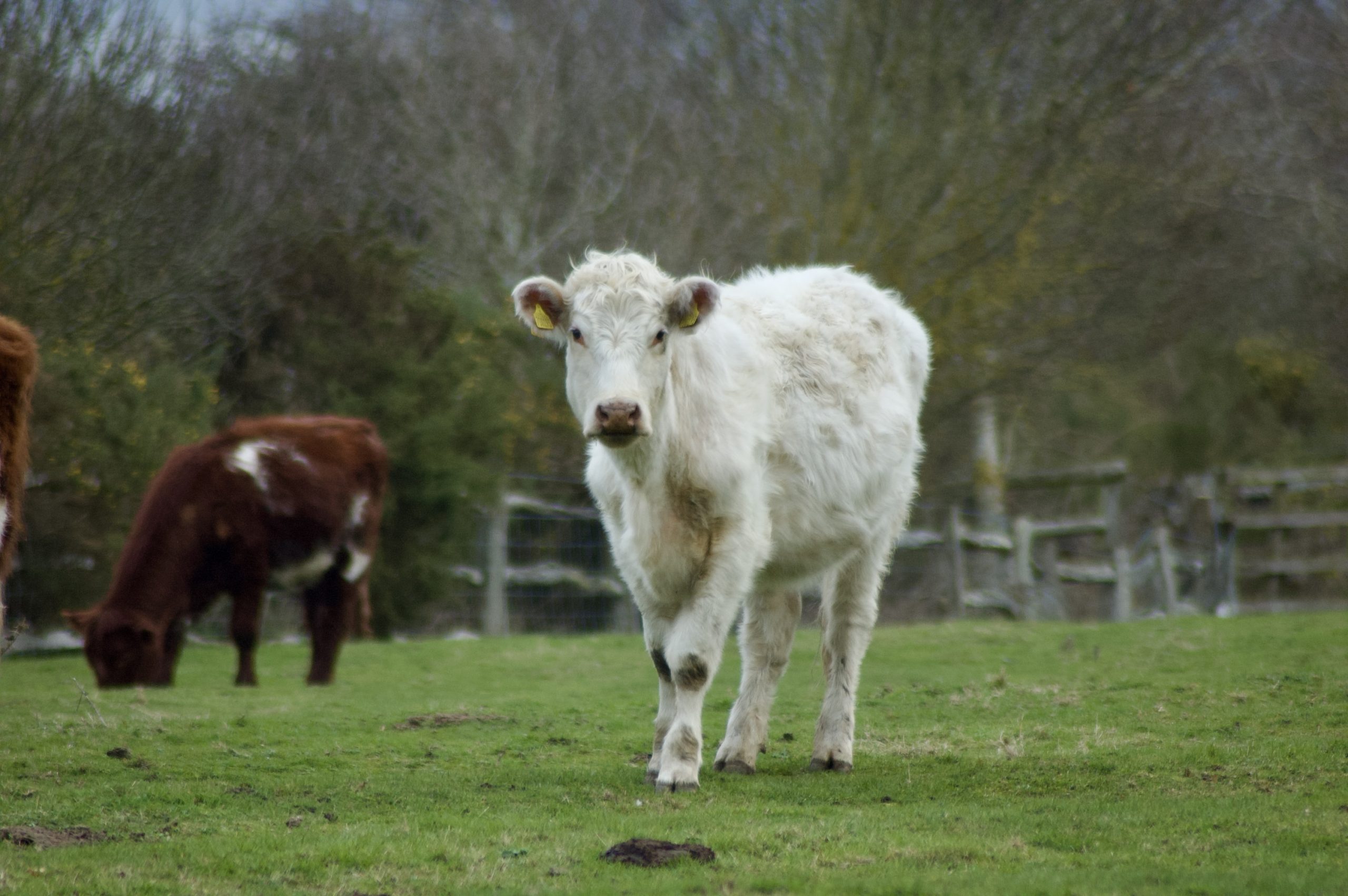 Beamish Cattle