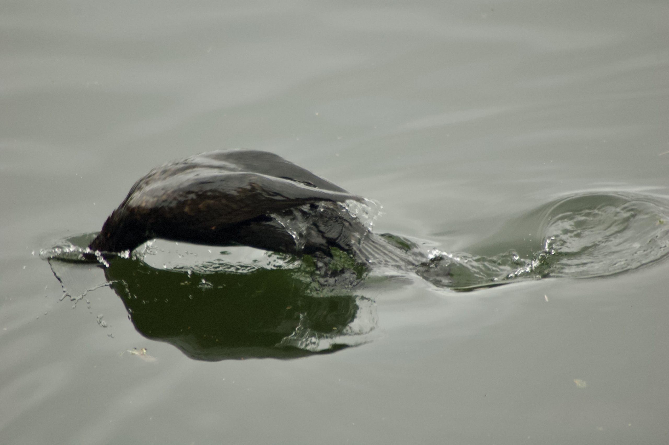 Common Shag