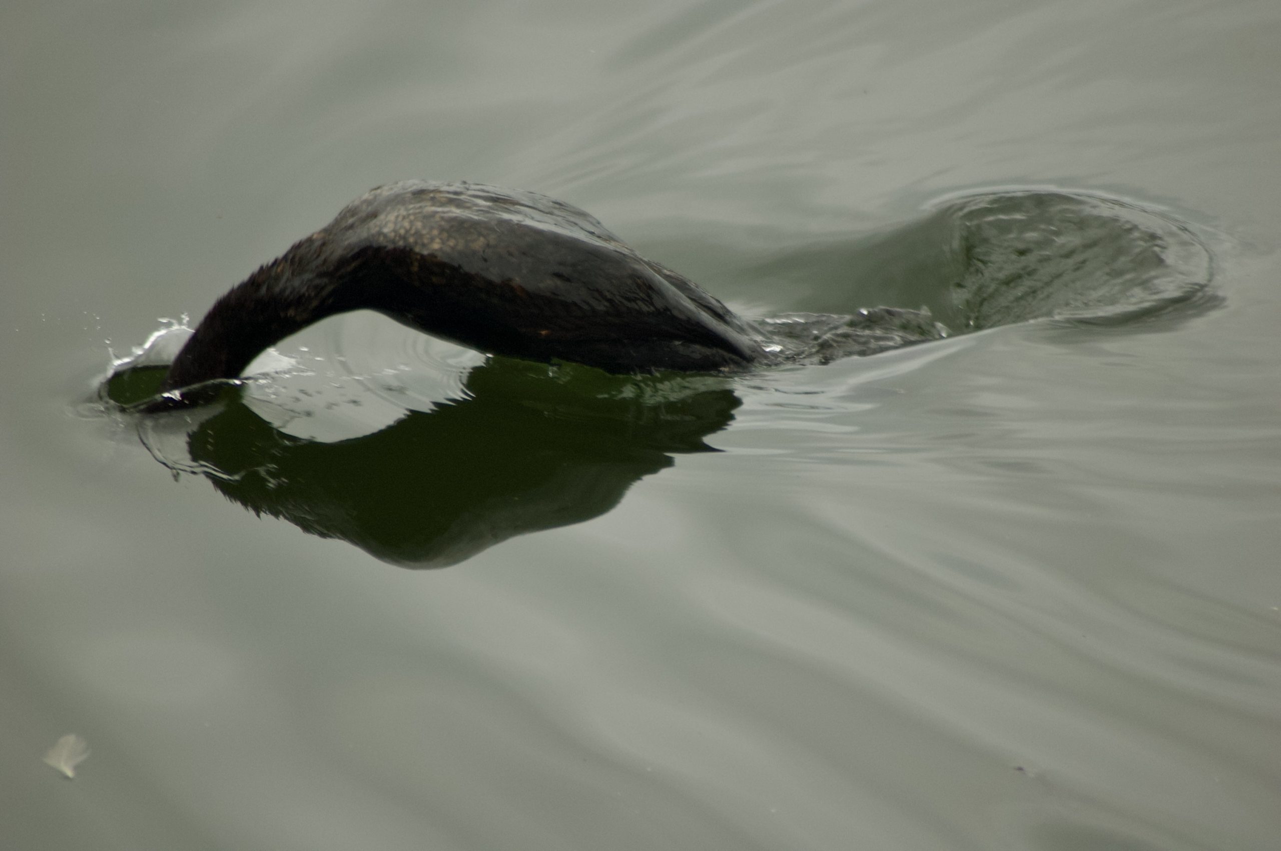 Common Shag