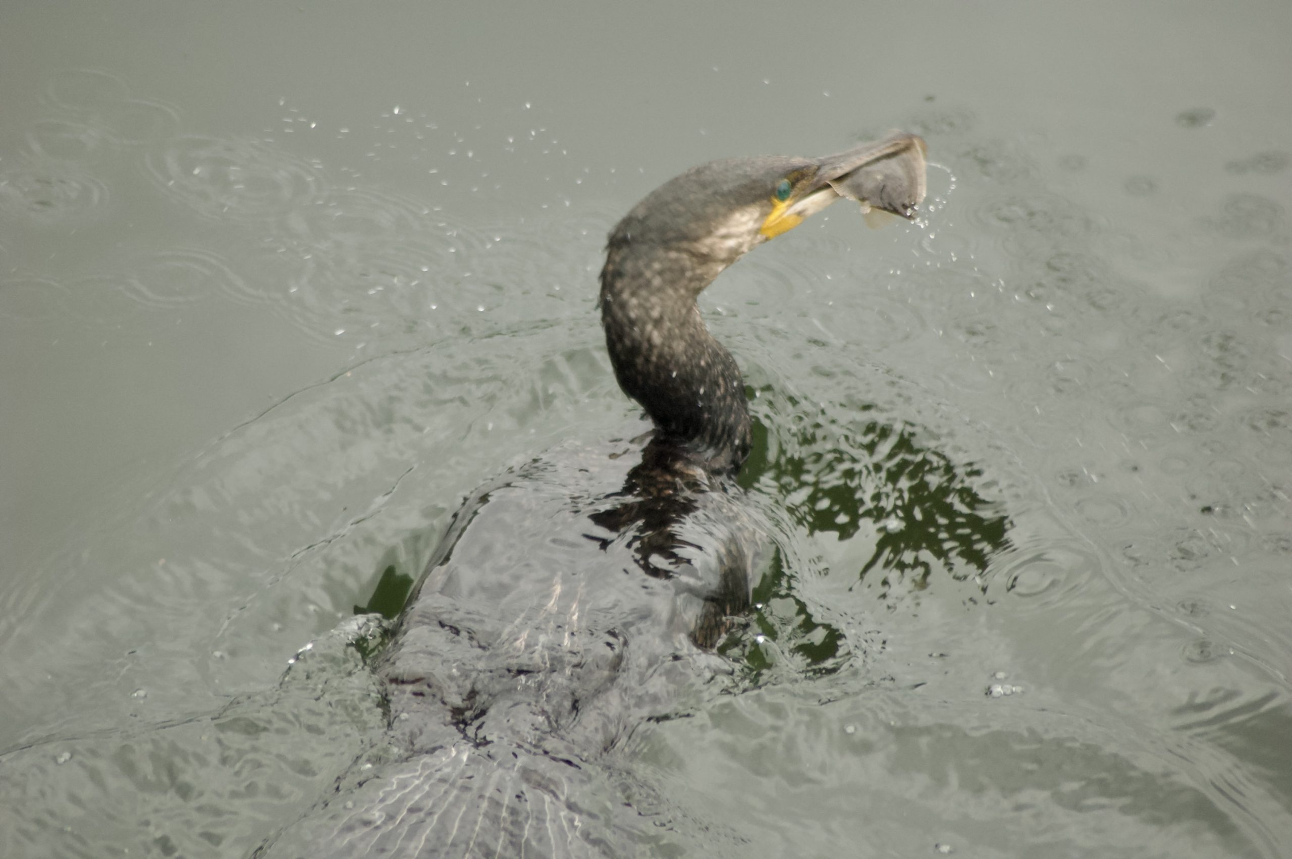 Common Shag