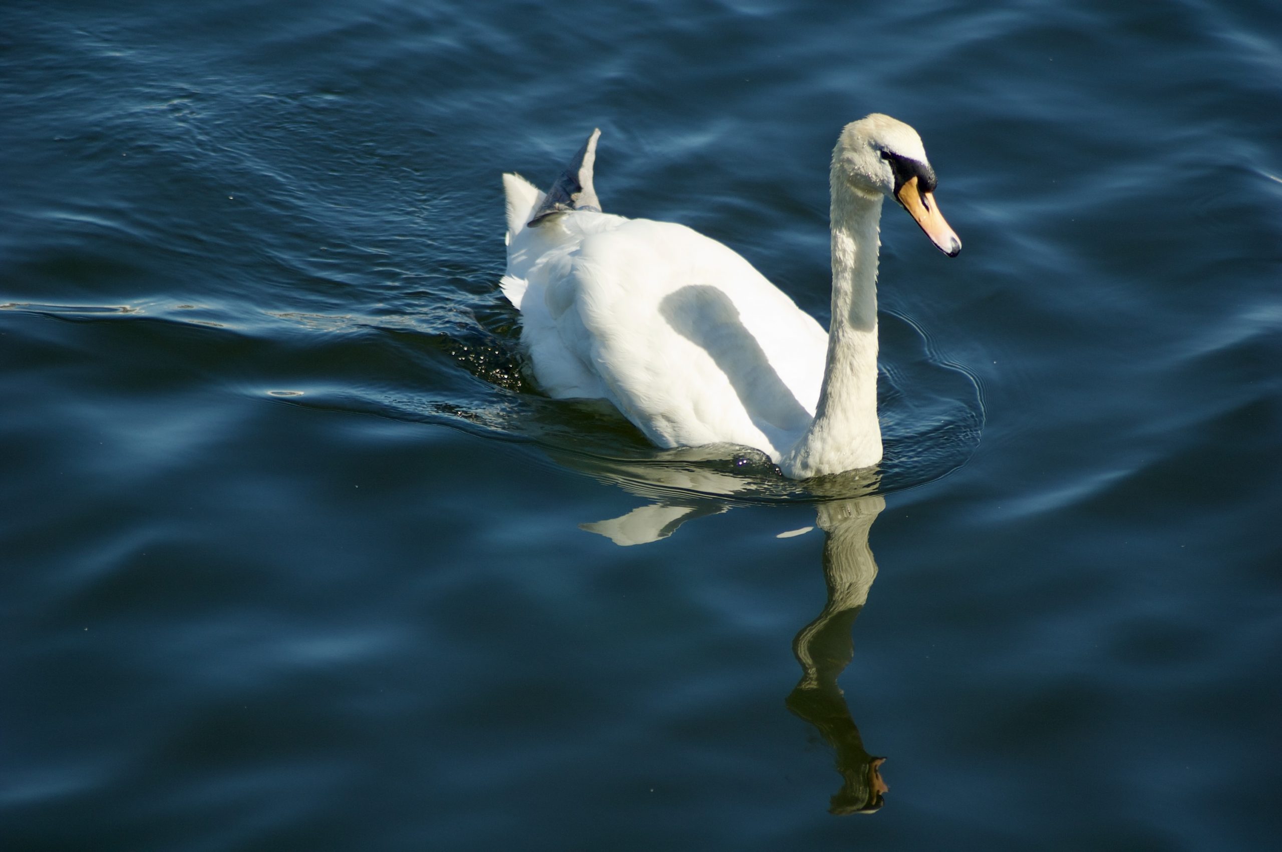 Marina Swan
