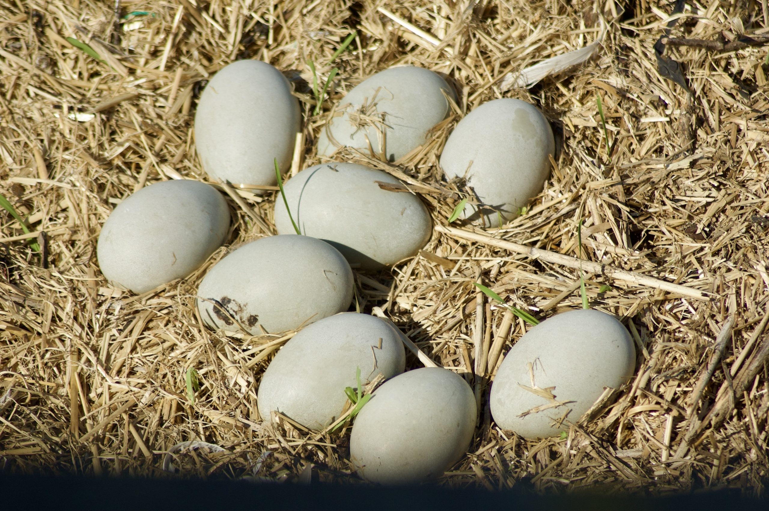 Abandoned Nest