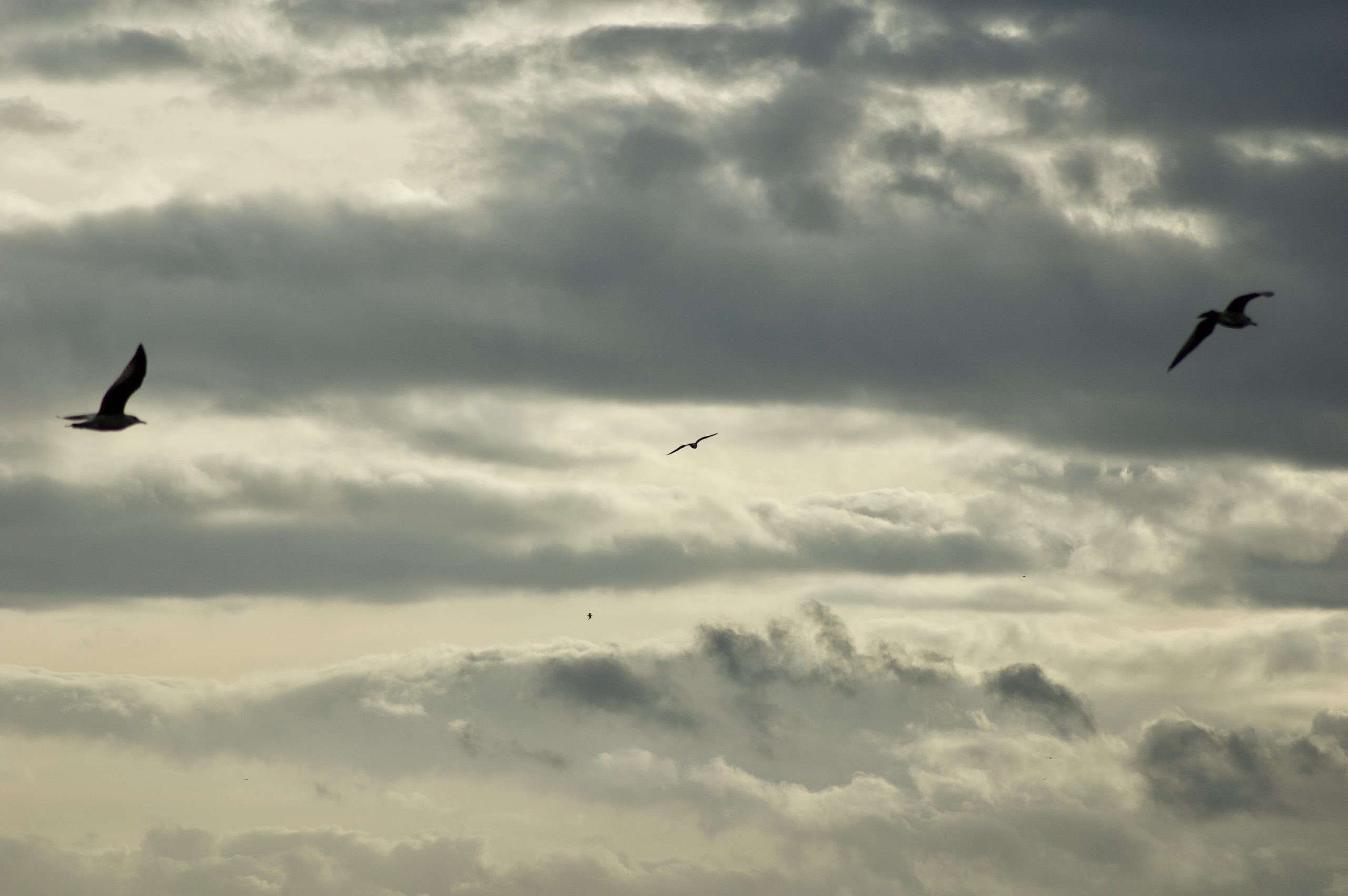 Shields Skies