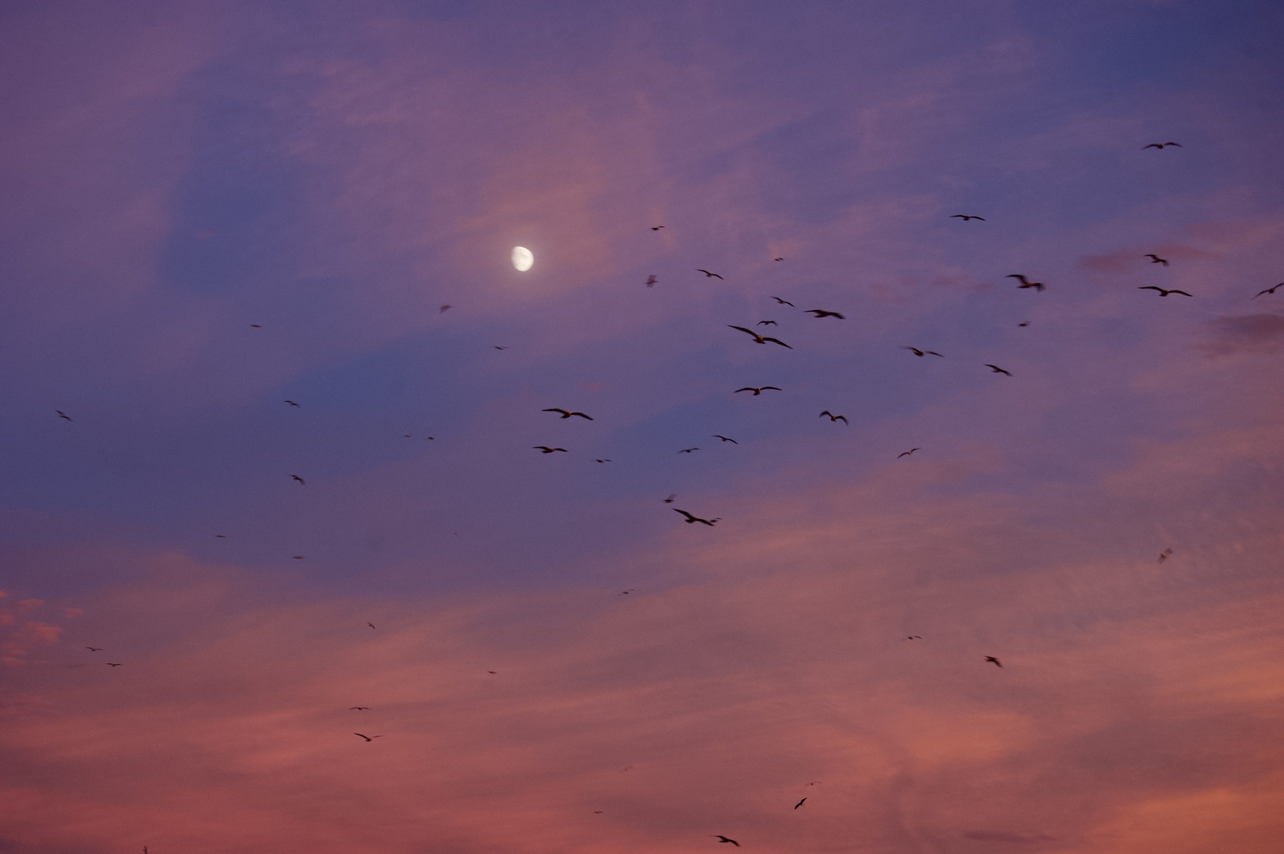 Shields at Sunset
