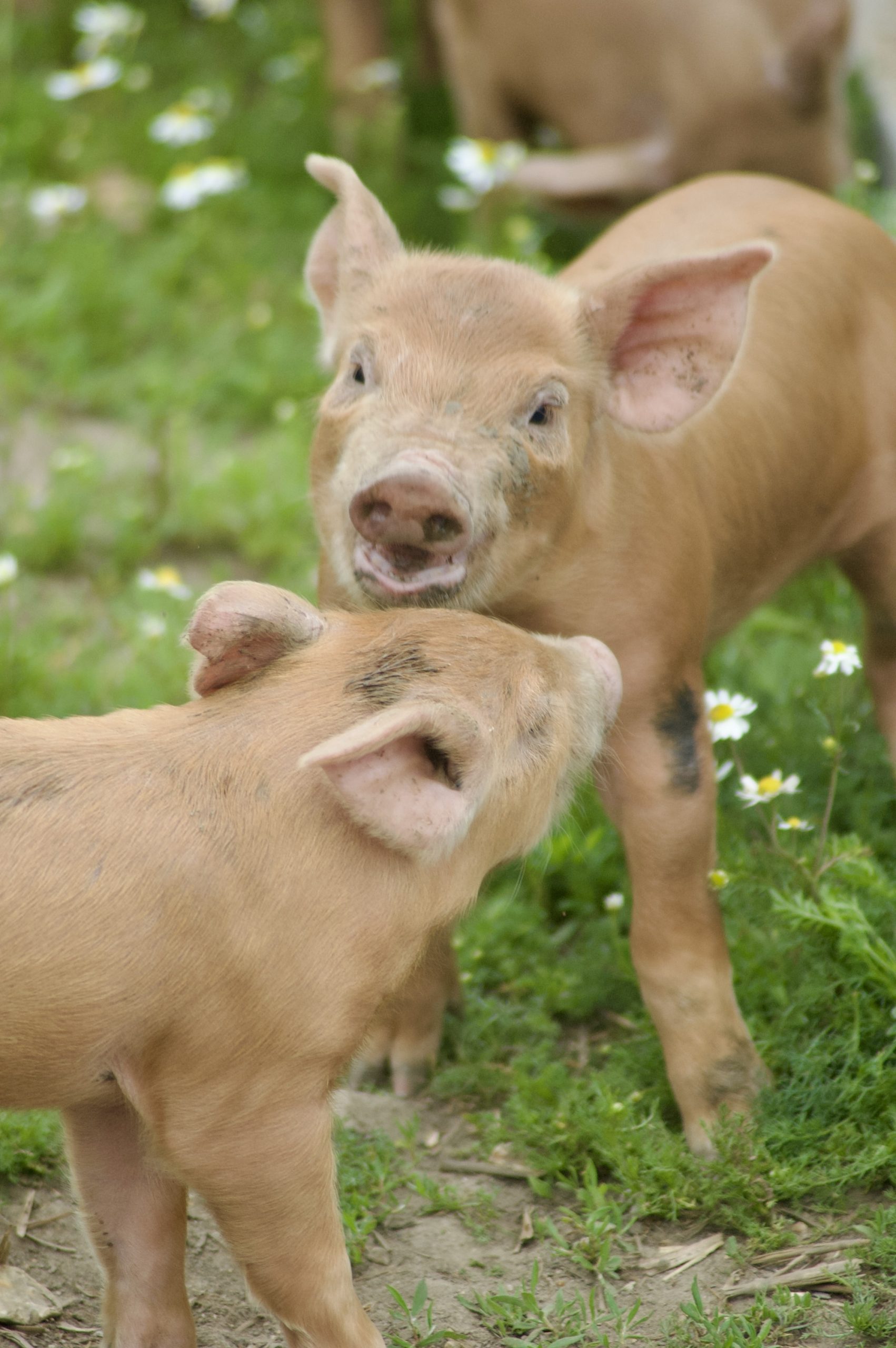 Quarr Abbey Piglets