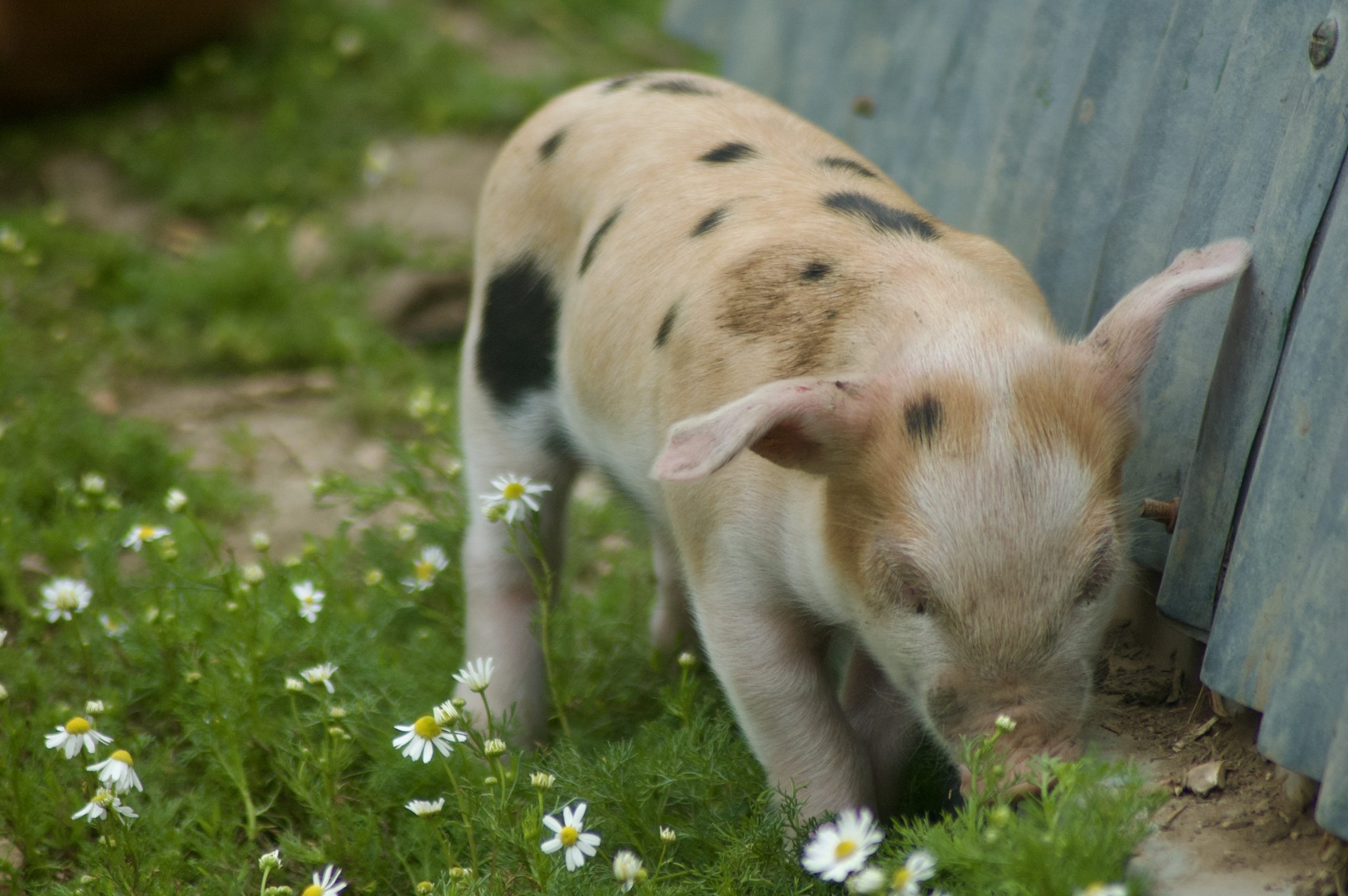 Quarr Abbey Piglets
