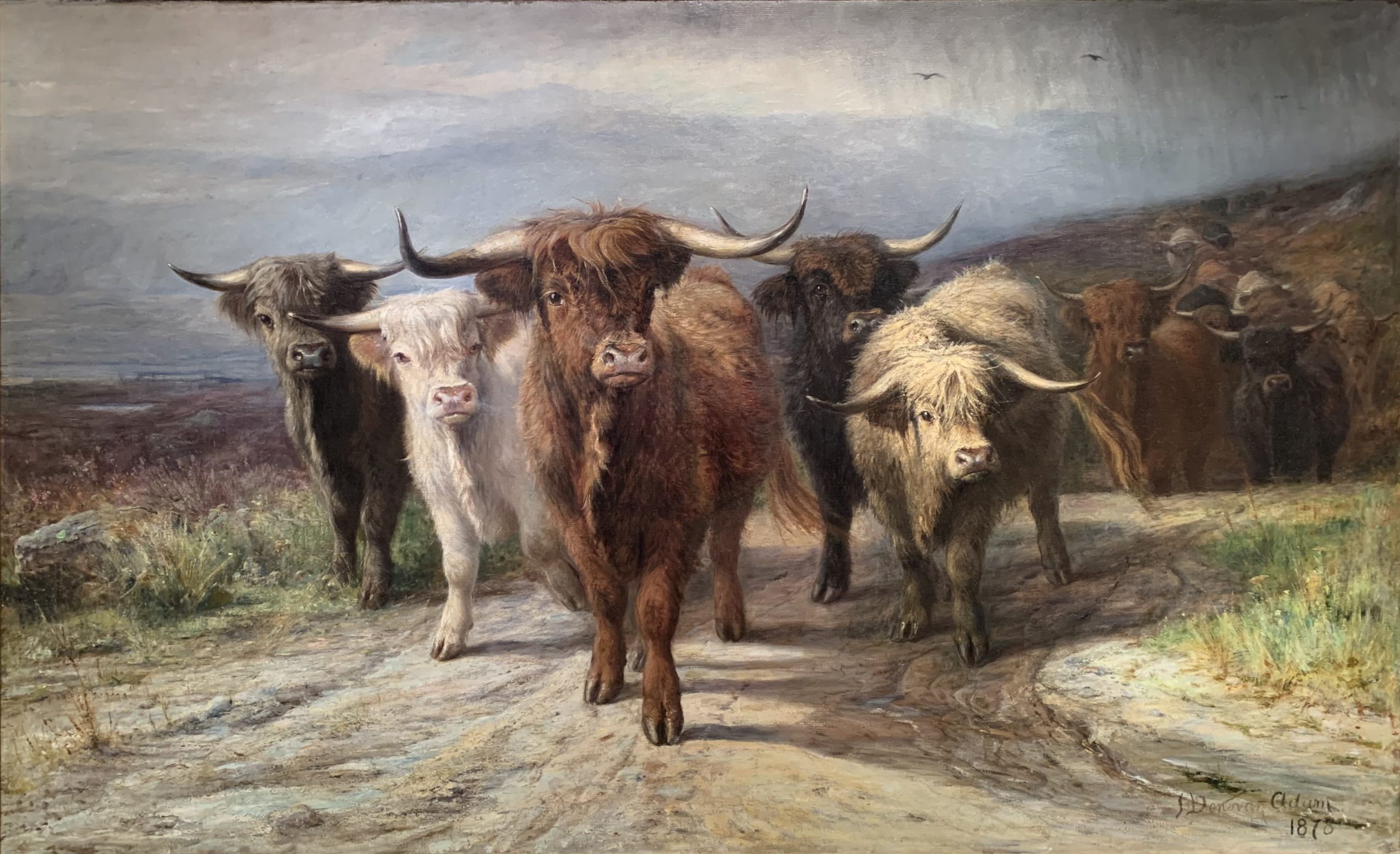 Cattle