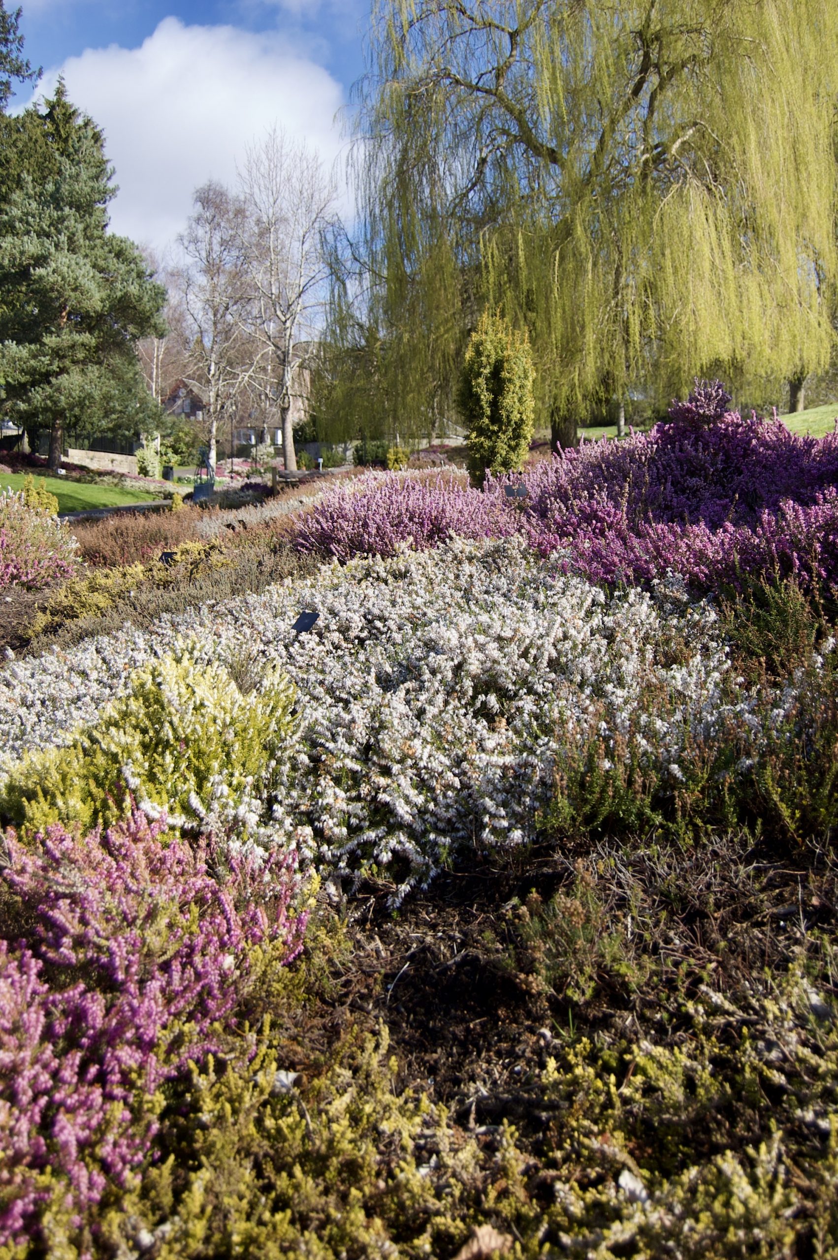 Perth Heather