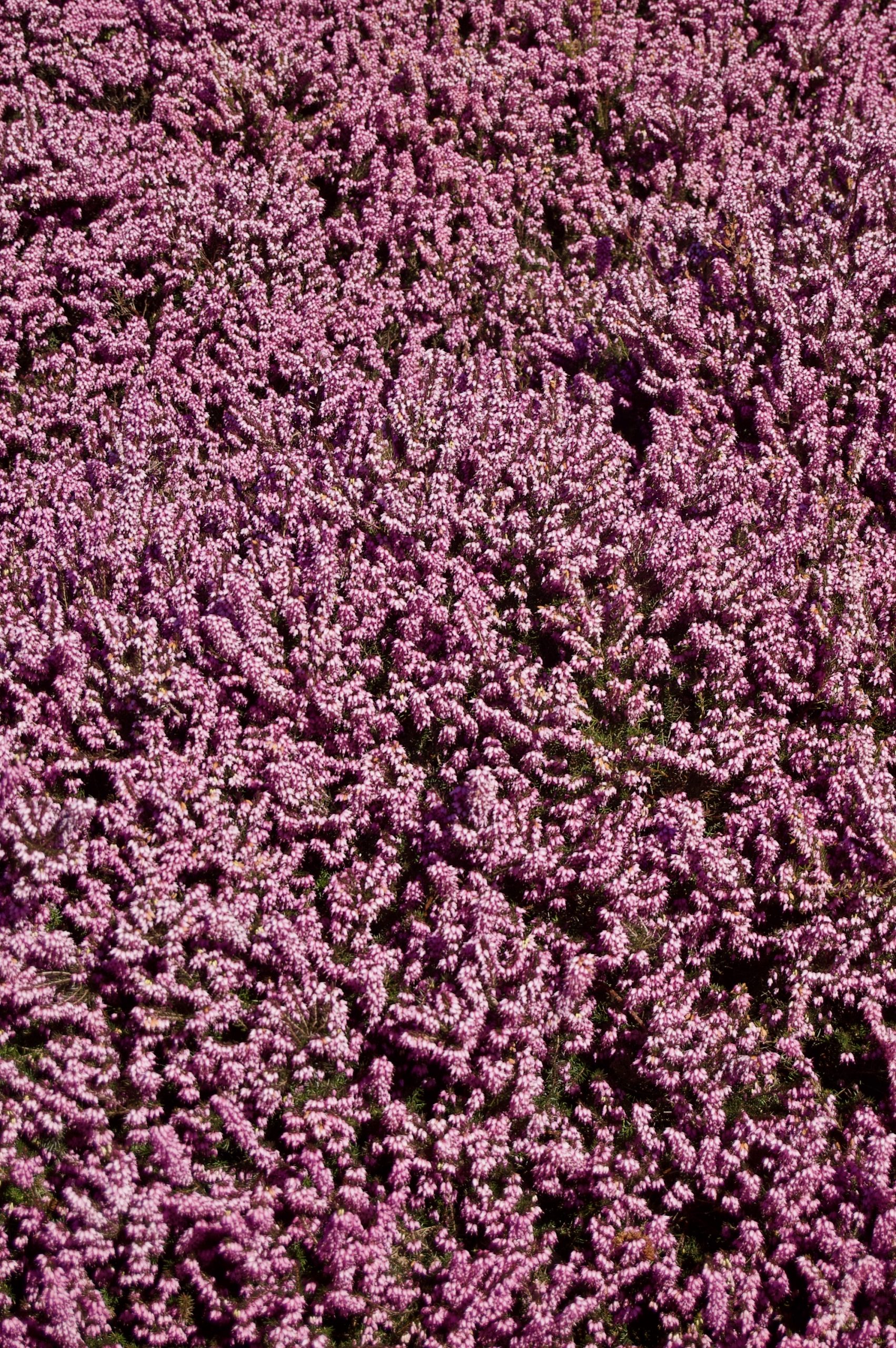 Perth Heather